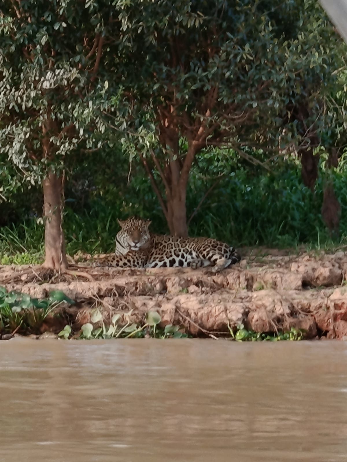 Pousada Florays do Pantanal — foto 6