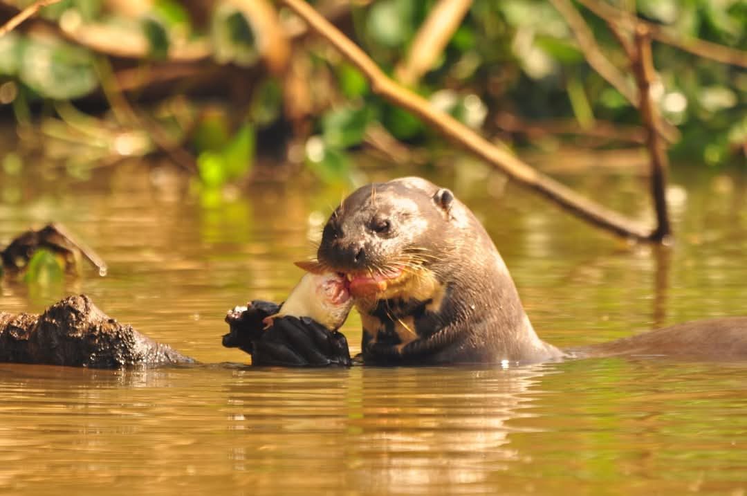 Pousada Florays do Pantanal — foto 7